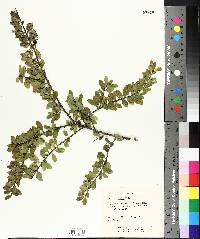 Ilex myrtifolia image