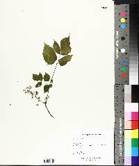 Aralia nudicaulis image