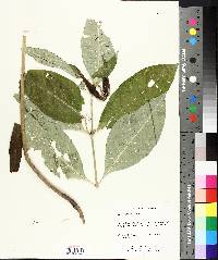 Asclepias exaltata image