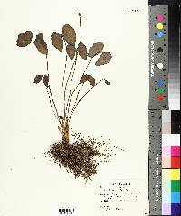 Jeffersonia diphylla image