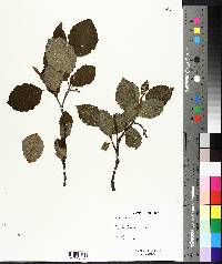 Alnus rugosa image