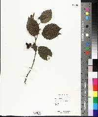 Alnus rubra image