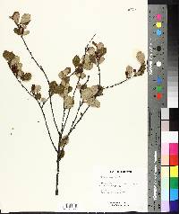 Betula pumila image