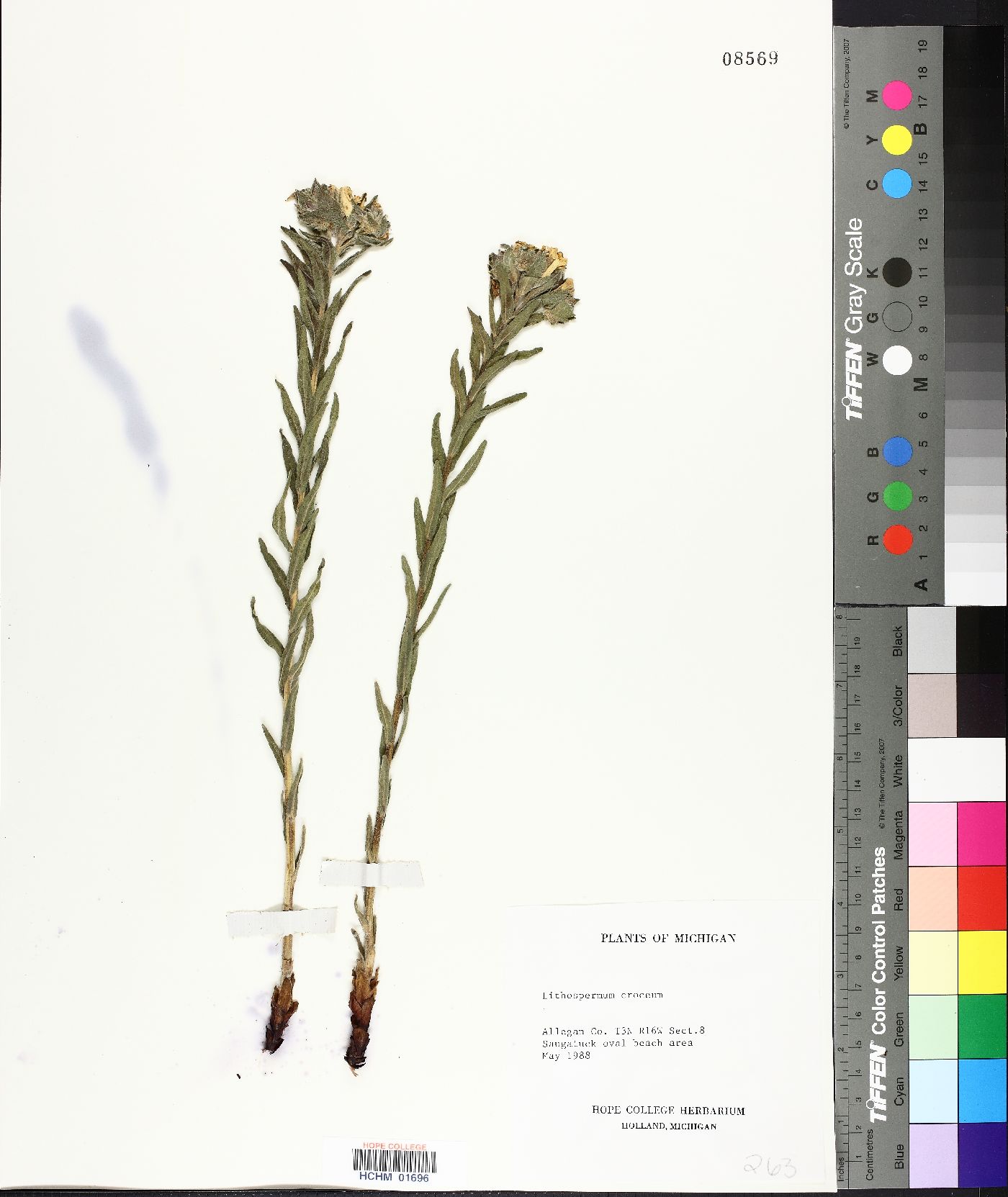 Lithospermum croceum image