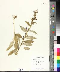 Lobelia siphilitica image