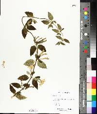 Lonicera oblongifolia image