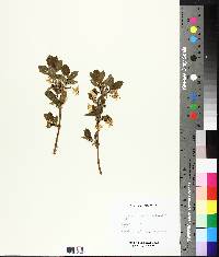 Lonicera oblongifolia image