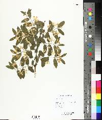 Lonicera spinosa image