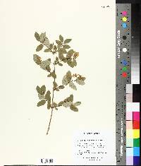 Lonicera canadensis image