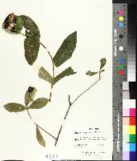 Lonicera dioica image