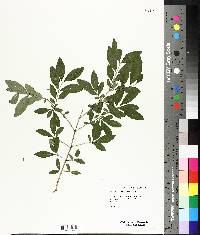 Lonicera canadensis image