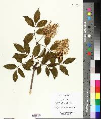 Sambucus racemosa subsp. racemosa image