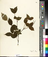 Viburnum rafinesqueanum image