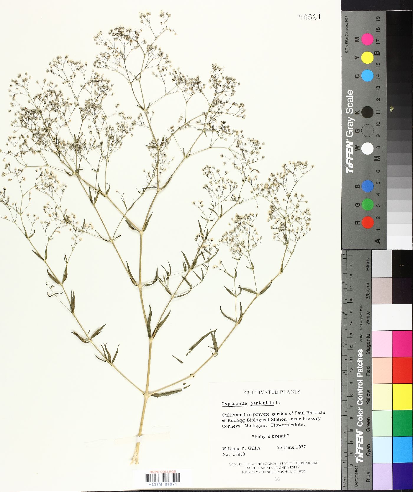 Gypsophila paniculata image