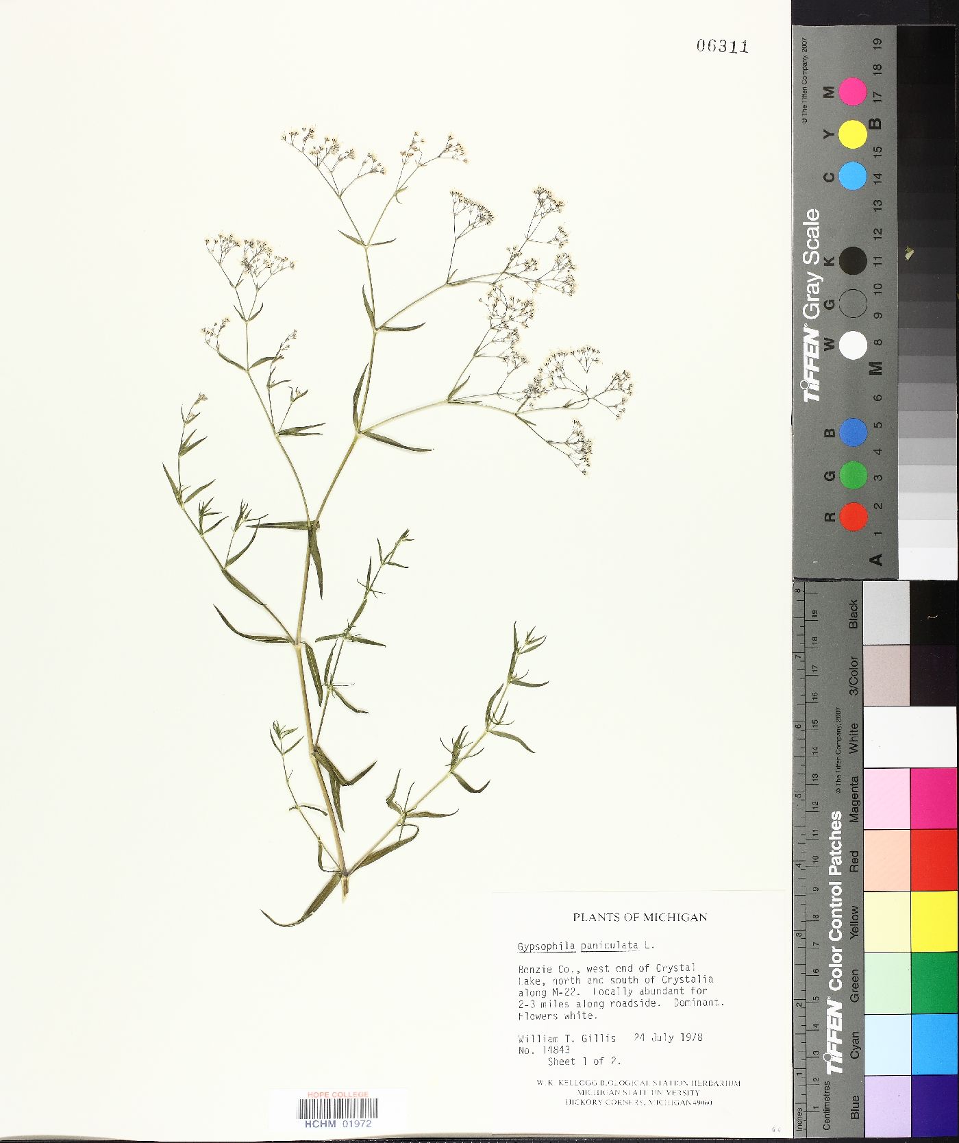 Gypsophila paniculata image
