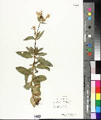 Saponaria officinalis image