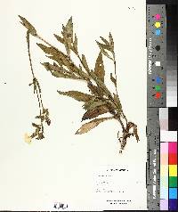 Silene latifolia image