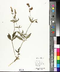 Silene latifolia image