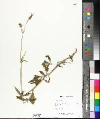 Silene latifolia image