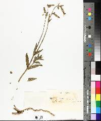 Silene latifolia image