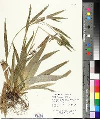 Carex albursina image