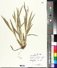 Carex plantaginea image