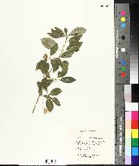 Euonymus atropurpureus image