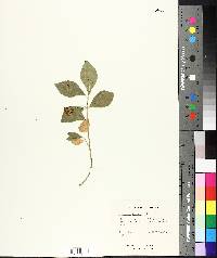 Euonymus obovata image