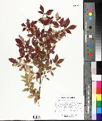 Euonymus alatus image