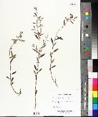 Crocanthemum canadense image