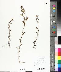 Crocanthemum canadense image