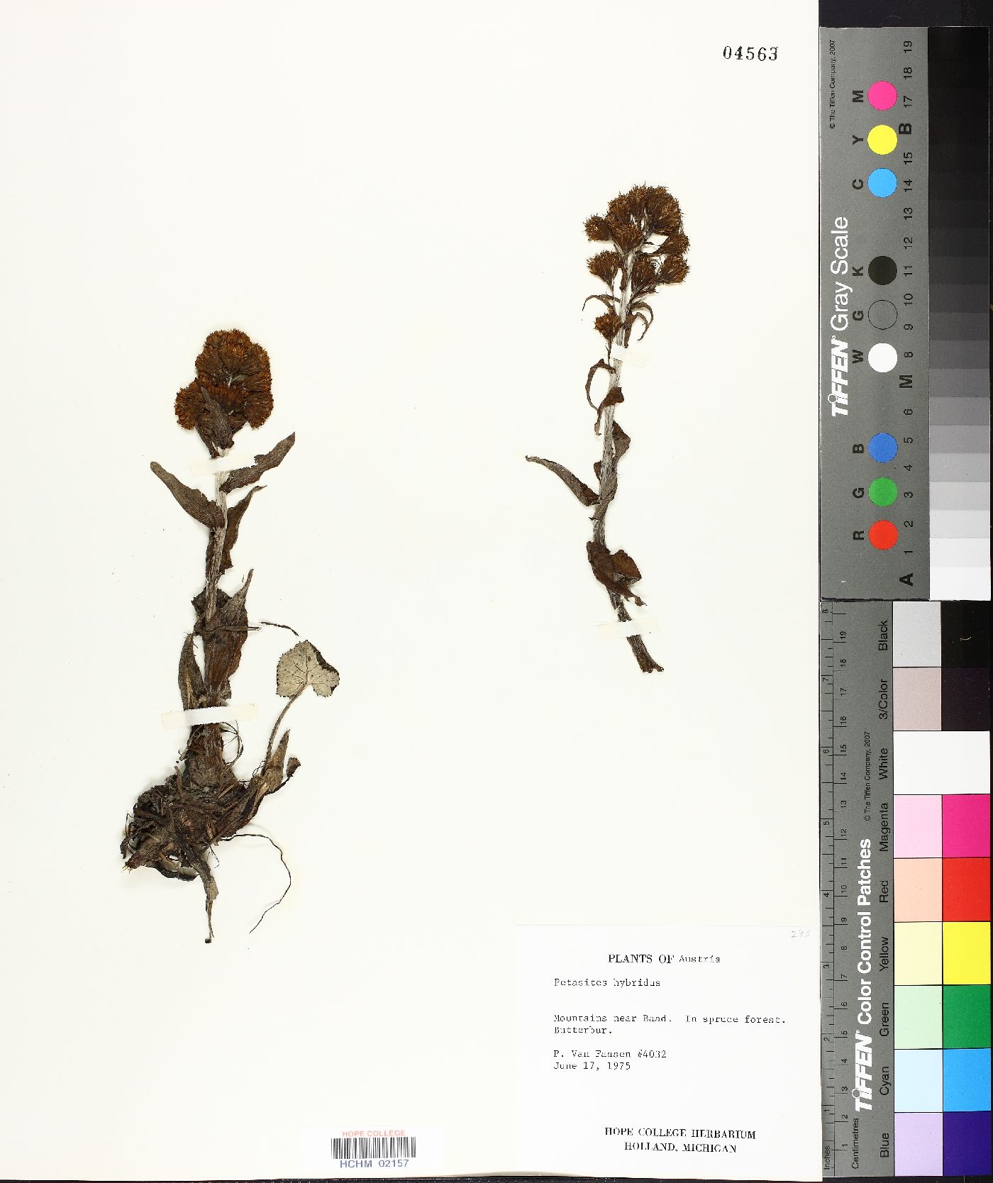 Petasites hybridus image