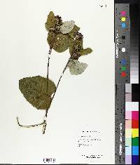 Arctium minus image