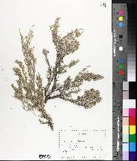 Artemisia tridentata image