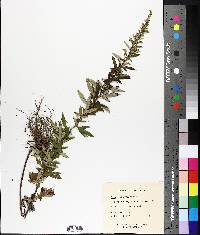 Artemisia vulgaris image