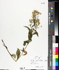 Aster acuminatus image