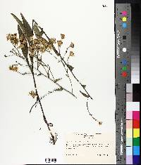 Aster camptosorus image