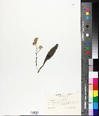 Aster camptosorus image