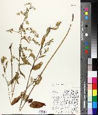 Aster ciliolatus image