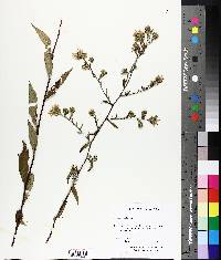 Aster curtisii image
