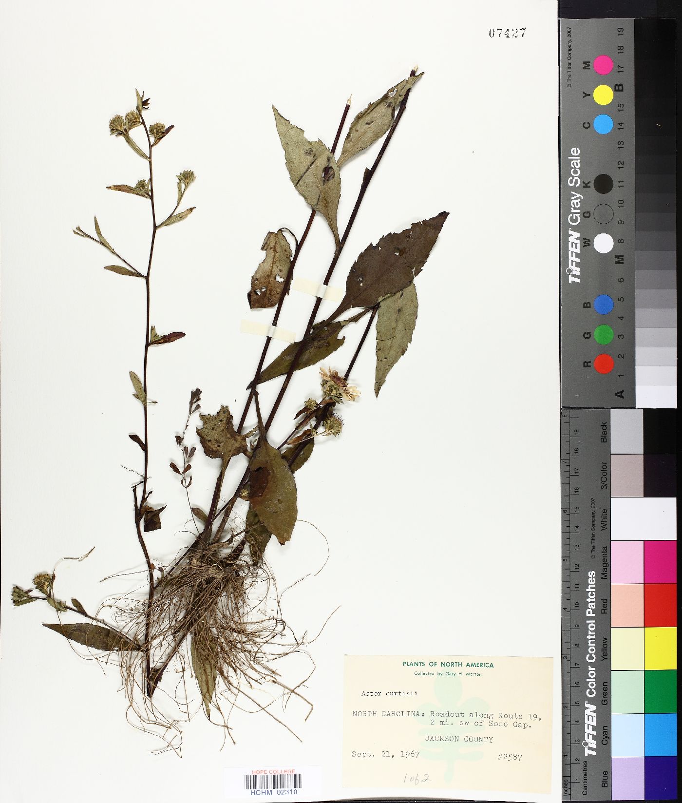 Aster curtisii image