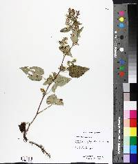 Symphyotrichum cordifolium image