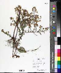 Symphyotrichum cordifolium image