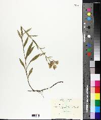 Aster gracilis image