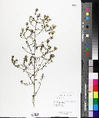 Aster gracilis image