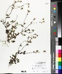 Ageratum conyzoides subsp. latifolium image