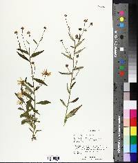 Aster mongolicus image