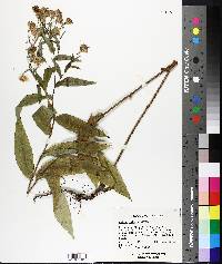 Symphyotrichum patens var. patens image