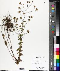 Symphyotrichum patens image