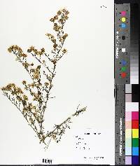 Symphyotrichum pilosum image